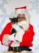 santapaws2012_0015_small.jpg