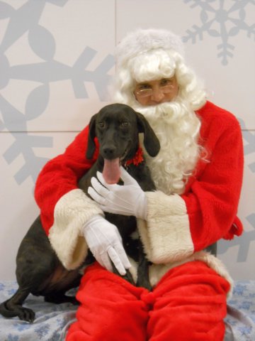 santapaws2012_0044.jpg