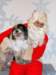 santapaws2012_0052_small.jpg