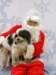 santapaws2012_0053_small.jpg