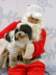 santapaws2012_0054_small.jpg