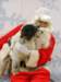 santapaws2012_0055_small.jpg