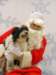 santapaws2012_0056_small.jpg