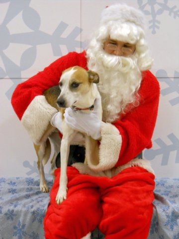 santapaws2012_0061.jpg