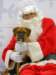 santapaws2012_0074_small.jpg