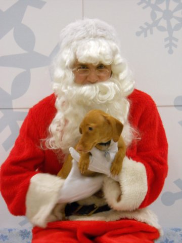 santapaws2012_0093.jpg