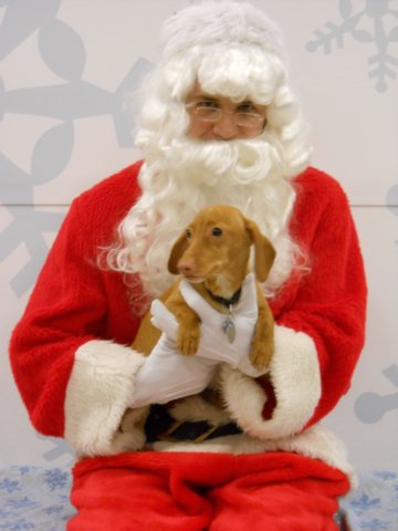 santapaws2012_0095.jpg