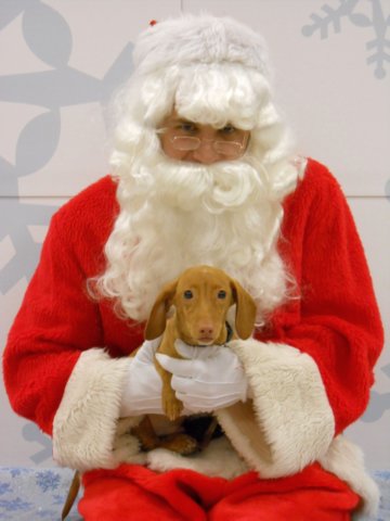 santapaws2012_0096.jpg