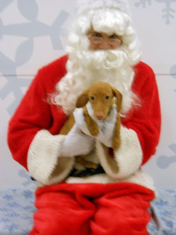 santapaws2012_0099.jpg
