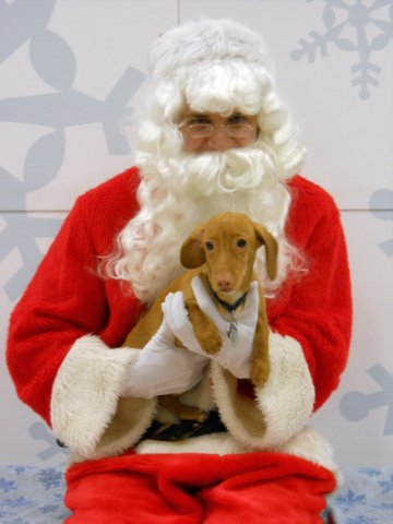 santapaws2012_0100.jpg