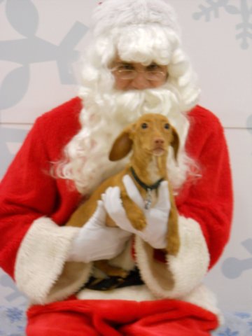 santapaws2012_0102.jpg