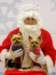santapaws2012_0135_small.jpg