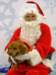 santapaws2012_0153_small.jpg