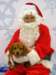 santapaws2012_0156_small.jpg