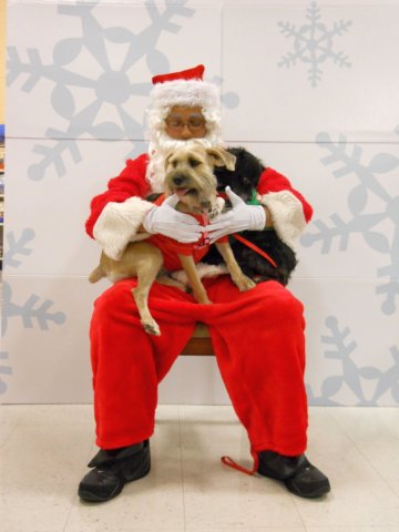 santapaws2012_0183.jpg