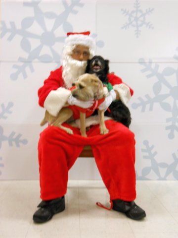 santapaws2012_0185.jpg