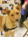 santapaws2012_0198_small.jpg