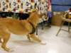 santapaws2012_0200_small.jpg