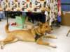 santapaws2012_0201_small.jpg