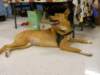 santapaws2012_0202_small.jpg