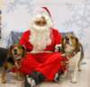 santapaws2012_0210_small.jpg