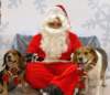 santapaws2012_0212_small.jpg