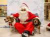 santapaws2012_0214_small.jpg