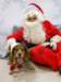 santapaws2012_0218_small.jpg