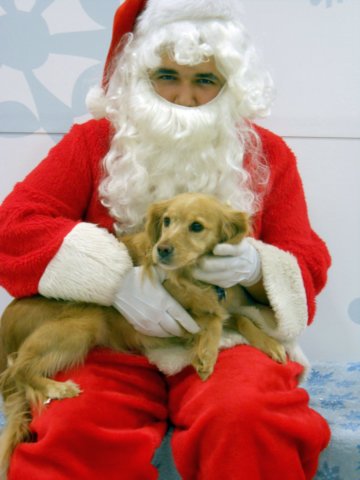santapaws2012_0223.jpg