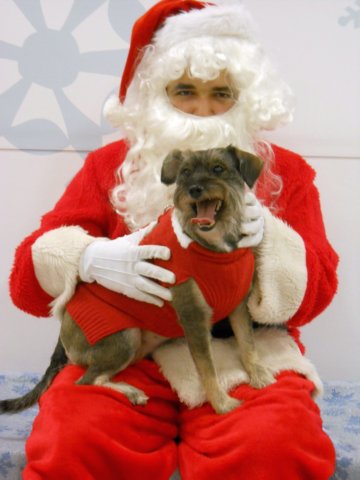 santapaws2012_0225.jpg