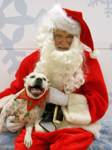 santapaws2012_0239.jpg