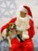 santapaws2012_0249_small.jpg