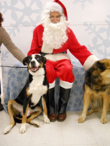 santapaws2012_0252.jpg