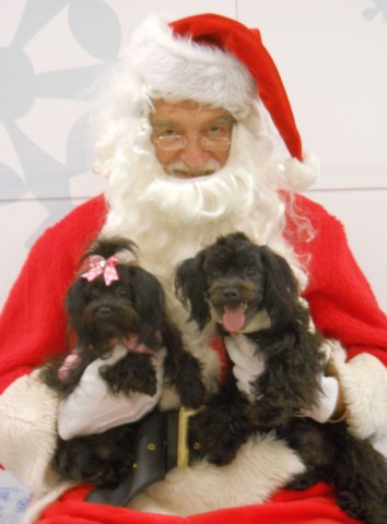 santapaws2012_0255.jpg