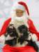 santapaws2012_0256_small.jpg