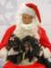 santapaws2012_0257_small.jpg