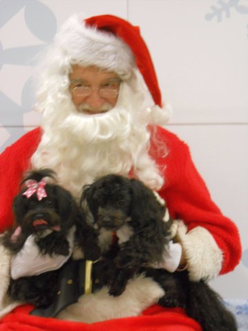 santapaws2012_0258.jpg