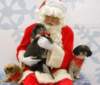 santapaws2012_0273_small.jpg