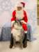 santapaws2012_0276_small.jpg