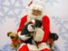 santapaws2012_0281_small.jpg