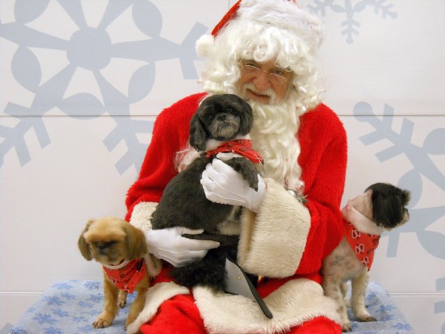 santapaws2012_0282.jpg