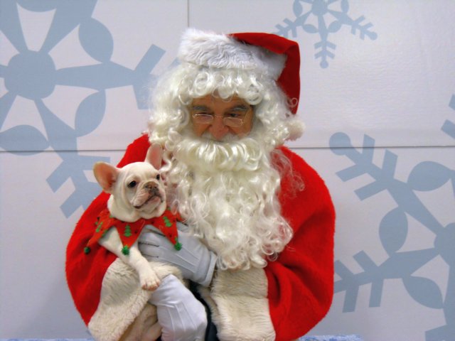 santapaws2012_0288.jpg
