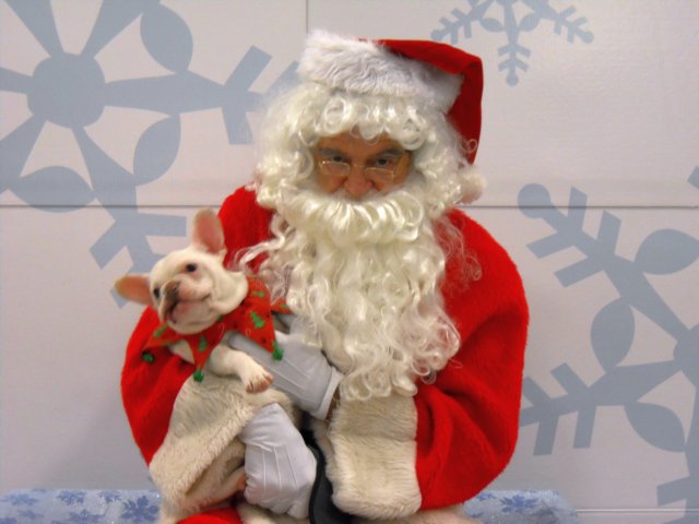 santapaws2012_0290.jpg