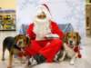 santapaws2012_0300_small.jpg
