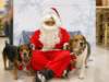 santapaws2012_0301_small.jpg