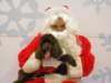 santapaws2012_0306_small.jpg
