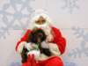 santapaws2012_0308_small.jpg
