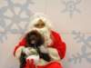 santapaws2012_0309_small.jpg