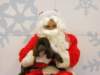 santapaws2012_0310_small.jpg
