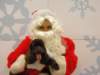 santapaws2012_0311_small.jpg
